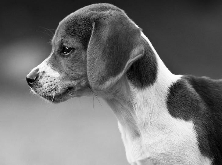 A Puppy To Make You Feel Good, grayscale photography of dog, Black and White