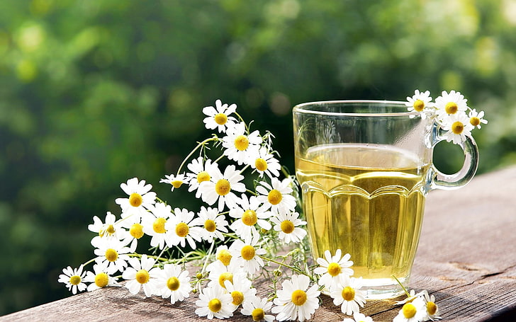 white daisy, tea, herbal, chamomile, cup, glass, nature, flower