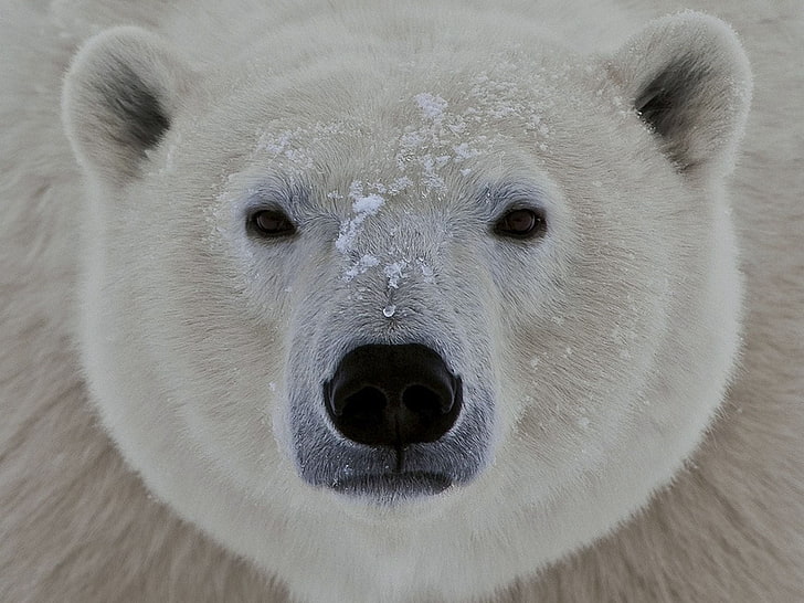 polar bear head plush toy, face, eyes, animal, wildlife, mammal