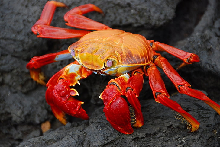 crabs, animals, nature, Grapsus, crustaceans, close-up, no people