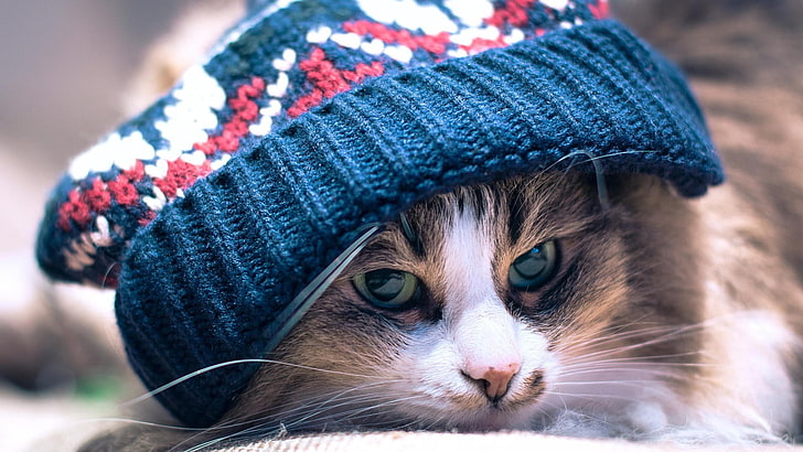 blue and pink knit cap, cat, animals, woolly hat, macro, depth of field, HD wallpaper