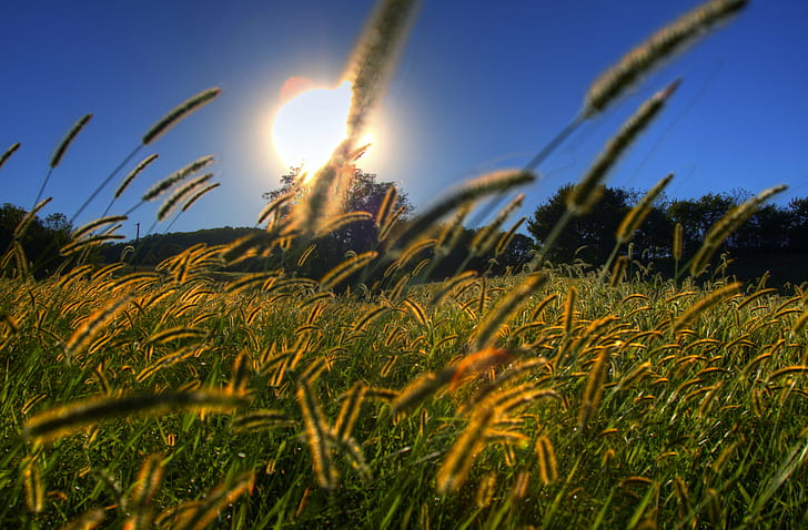 green grass field during sunset, grass, grass  green, sky, trees, HD wallpaper