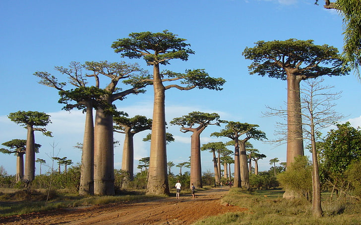 Africa, trees, baobabs, nature, plant, sky, growth, tree trunk, HD wallpaper