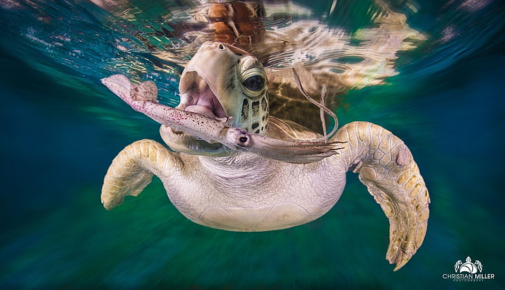 nature, animals, depth of field, turtle, underwater, sea, Christian Miller, HD wallpaper