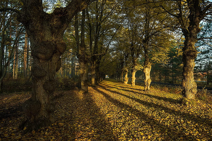 fall, leaves, trees, HD wallpaper