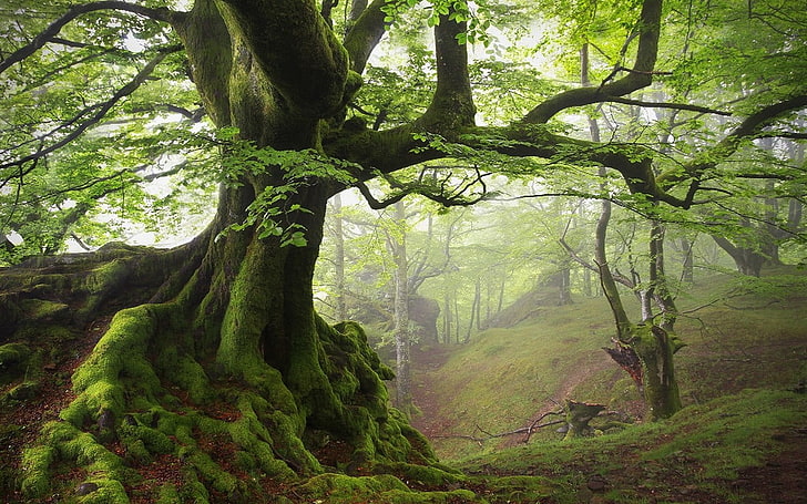 green leafed tree, landscape, nature, moss, spring, forest, mist