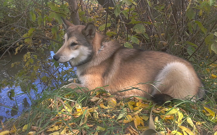 brown and white wolf, alaskan dog, malamute, leaves, grass, pets