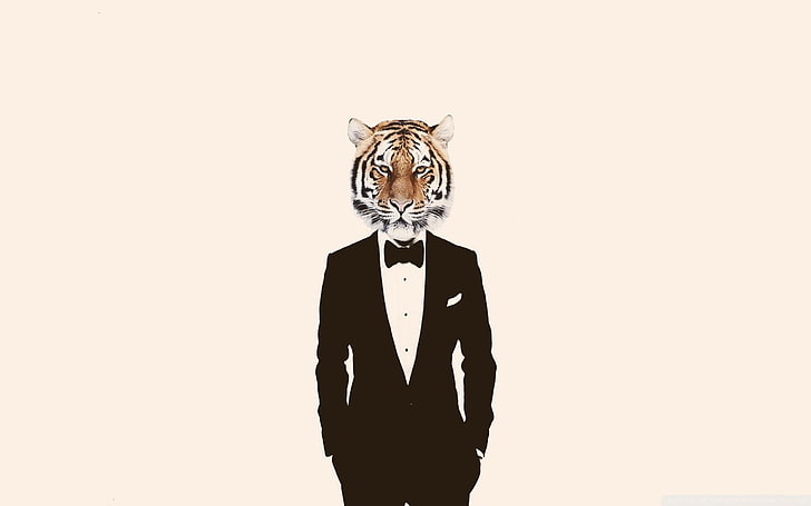 tiger head man wearing tuxedo wallpaper, humor, studio shot, front view