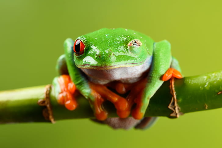 green and orange frog on stick, I'm Still Here, red eyed tree frog