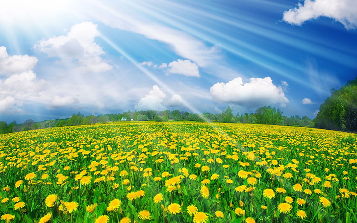 yellow flower fields, summer, the sky, light, meadow, dandelions