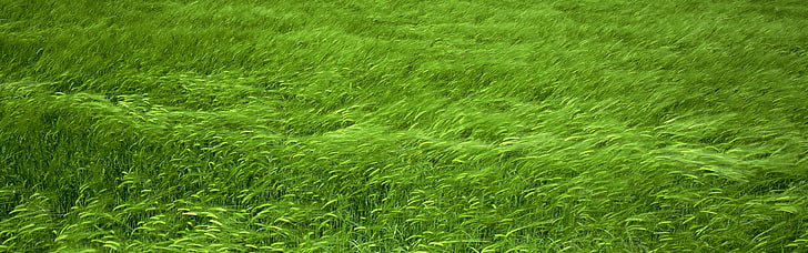 fields wheat 3840x1200  Nature Fields HD Art, HD wallpaper