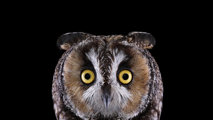 brown owl face, photography, animals, birds, simple background
