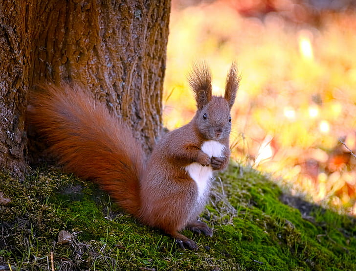 brown and white squirrel beside tree during daytime, By the tree