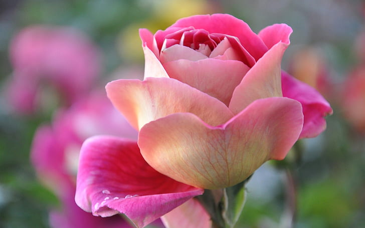 Pink rose, petals, bud, macro close-up, HD wallpaper