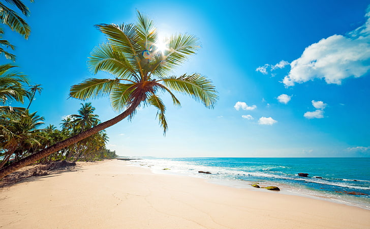 Tropical Sunshine, coconut tree and beach, Travel, Islands, Ocean, HD wallpaper