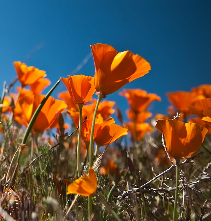 shallow focus photography of orange flowers under blue sky during daytime, HD wallpaper