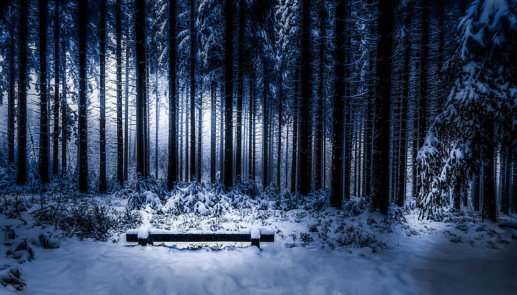 silhouette of trees, cold, your love, warm, Landscape, forest, HD wallpaper