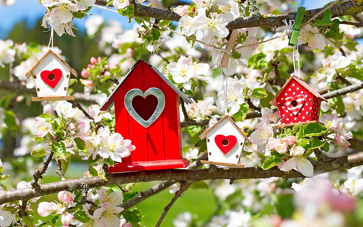 flowers, branches, tree, heart, spring, morning, houses, Apple