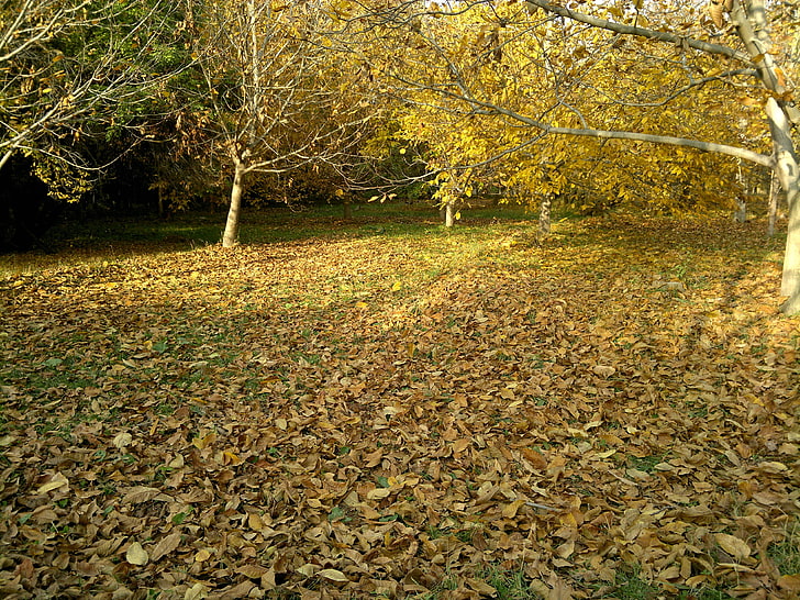 forest trees, fall, fallen leaves, outdoors, plant, leaf, plant part
