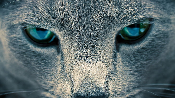 closeup photography of cat, eyes, animals, one animal, animal themes, HD wallpaper