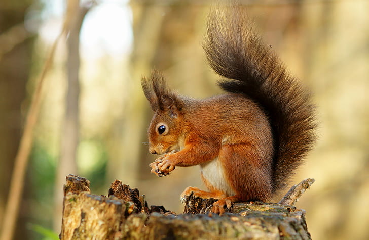 brown and black squirrel on tree trunk, Hazelnut, Time, Alverstone  Mead, HD wallpaper