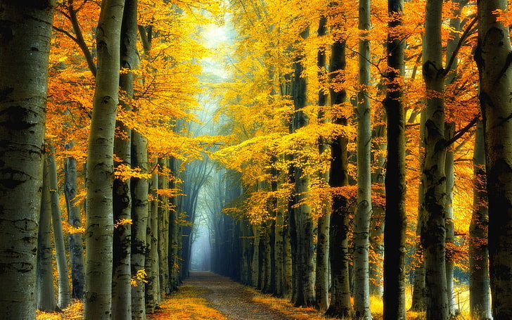yellow leafed trees, nature, landscape, fall, colorful, forest
