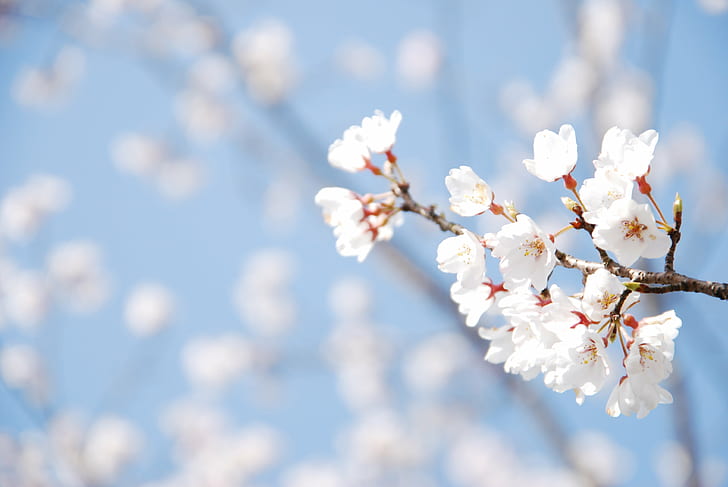 white petaled flower in closeup photography, Cherry blossom, デンパ, HD wallpaper