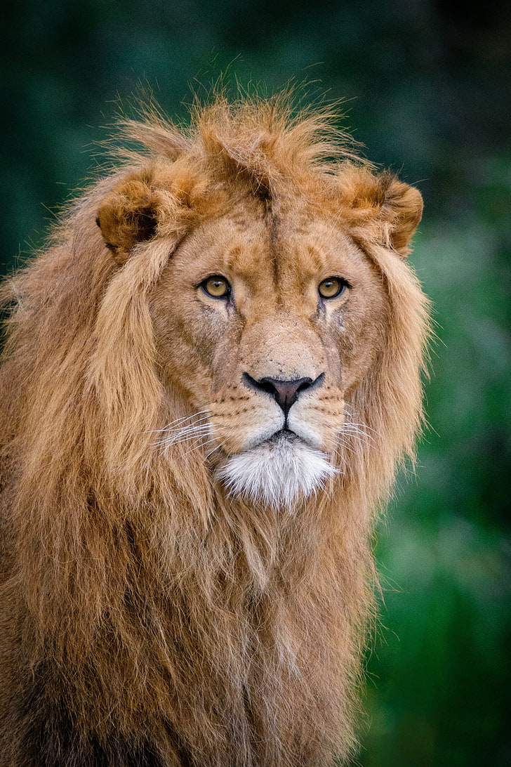 brown lion, king of beasts, muzzle, lion - Feline, wildlife, undomesticated Cat, HD wallpaper