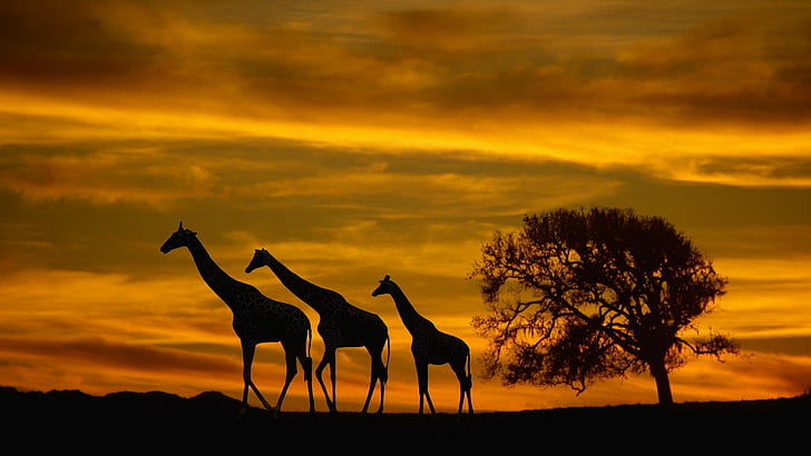 Africa, giraffes, animals, wildlife, sunset, silhouette, clouds, HD wallpaper