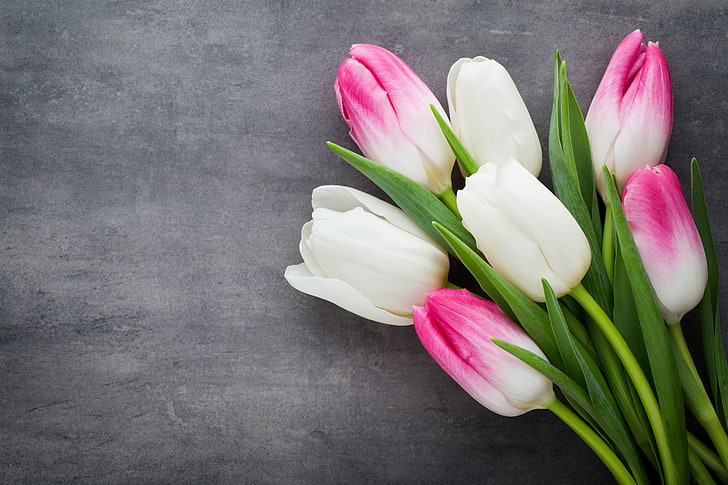 white and pink tulips, flowers, bouquet, fresh, beautiful, spring, HD wallpaper