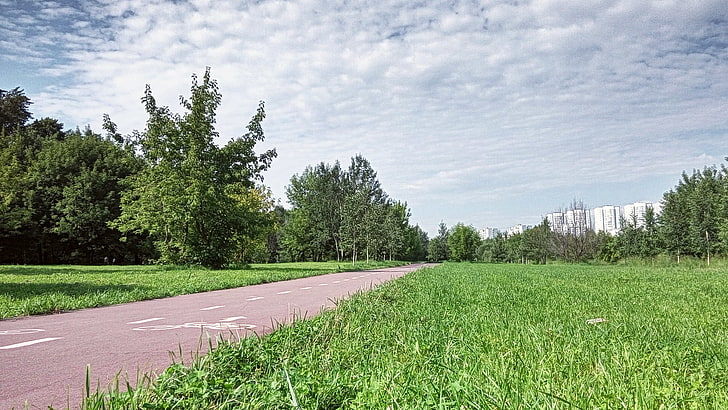 grass, trees, summer, plant, sky, green color, growth, road