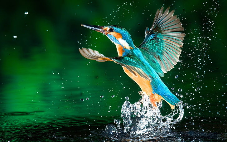 blue and brown hummingbird, kingfisher, water, splashes, birds