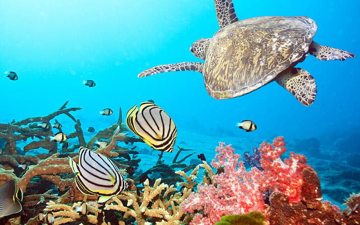 Desktop Wallpaper Hd Corals Marine Turtle Fishes Ocean, HD wallpaper