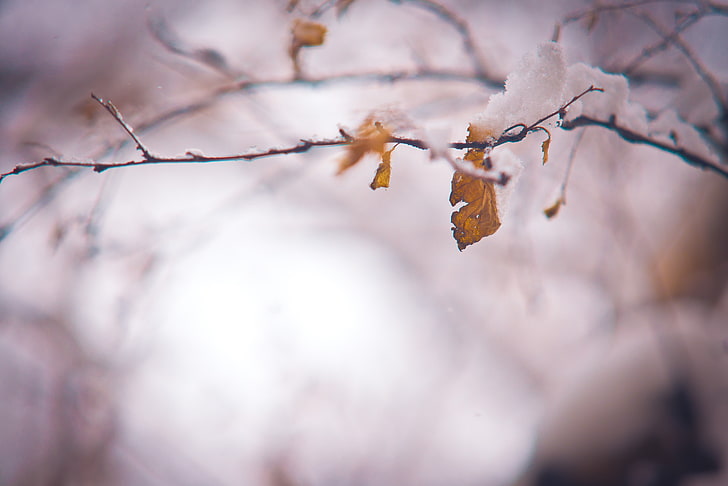 tree branches and dried leaf, selective focus photography of brown leaf, HD wallpaper