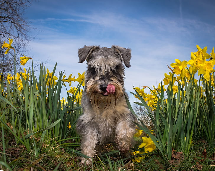 summer, flowers, dog, daffodils, The miniature Schnauzer