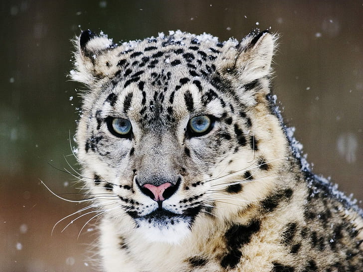 Snow Leopard, HD wallpaper