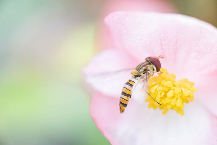 focus photography of bee in flower, Olympus, 90mm, F2, Macro, HD wallpaper