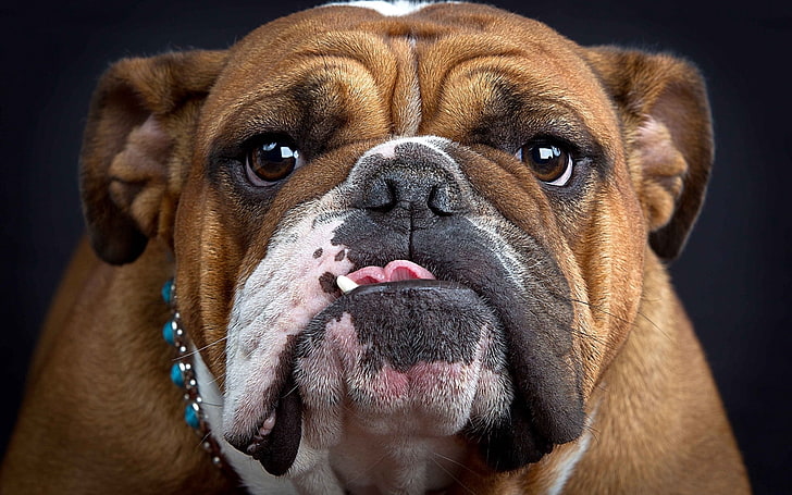 adult tan English bulldog, muzzle, thick, look, animal, canine, HD wallpaper