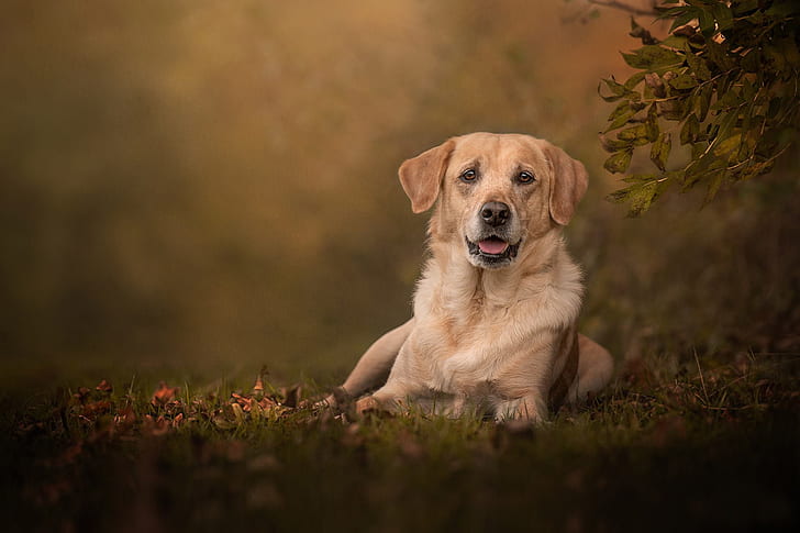 HD wallpaper: Dogs, Labrador Retriever, Pet | Wallpaper Flare