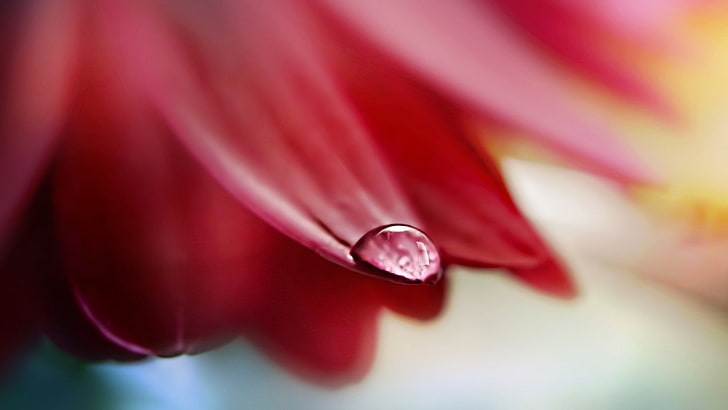 flowers, plants, drop, close-up, water, freshness, selective focus, HD wallpaper