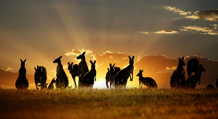 Kangaroo Australia, sky, clouds, Sunset, Nature, HD wallpaper