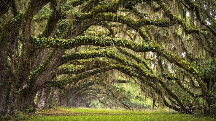 green trees, nature, landscape, branch, leaves, South Carolina, HD wallpaper
