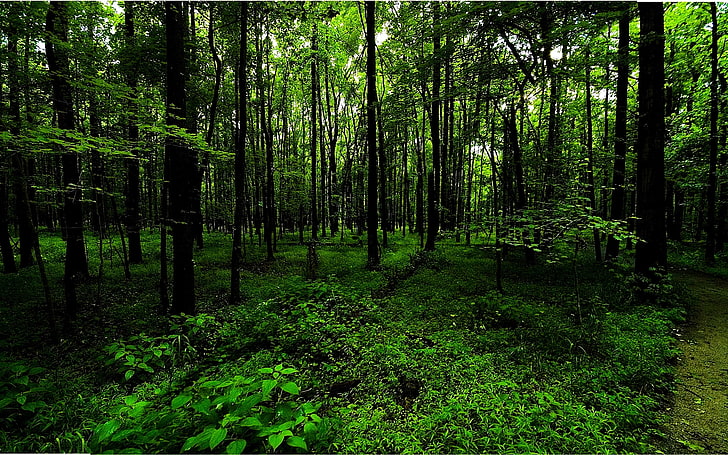 fern forest DEEP FOREST PATH Nature Forests HD Art, Green, plants, HD wallpaper
