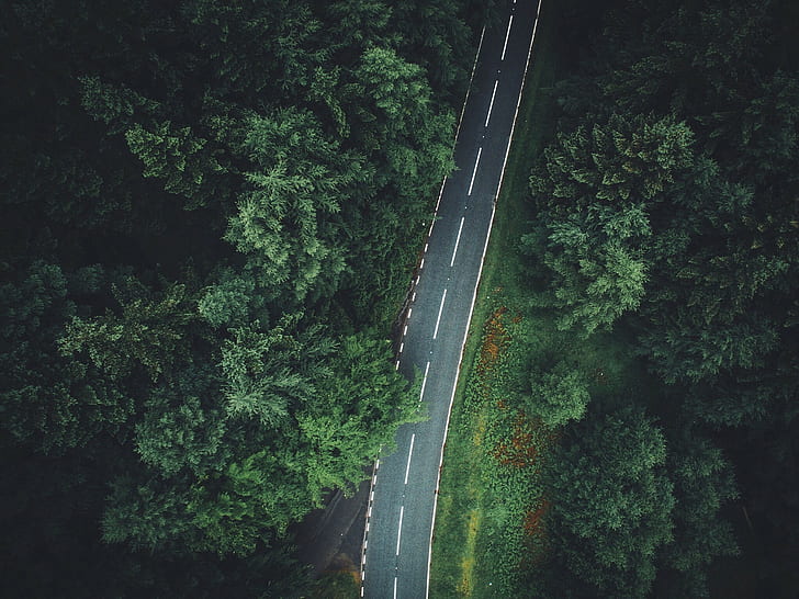 forest, trees, aerial view, road, HD wallpaper