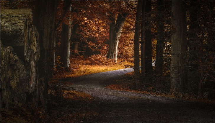 yellow leafed trees, landscape, photography, nature, path, fall