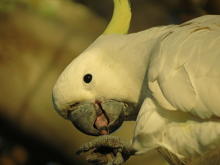 wildlife, birds, animals, parrot, Sulphur-crested cockatoo