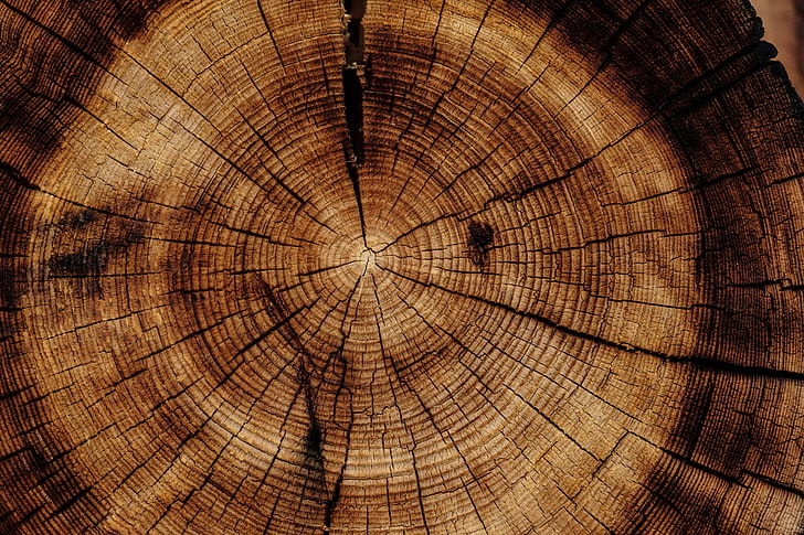 round brown wood slab, trunk, tree, texture, wood - Material