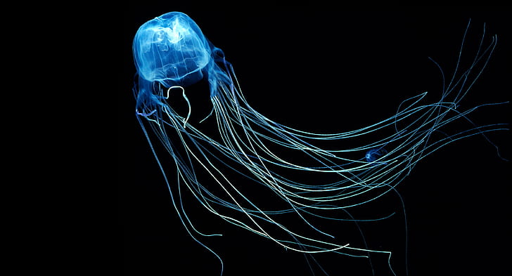 australian box jellyfish 4k image for desktop, HD wallpaper