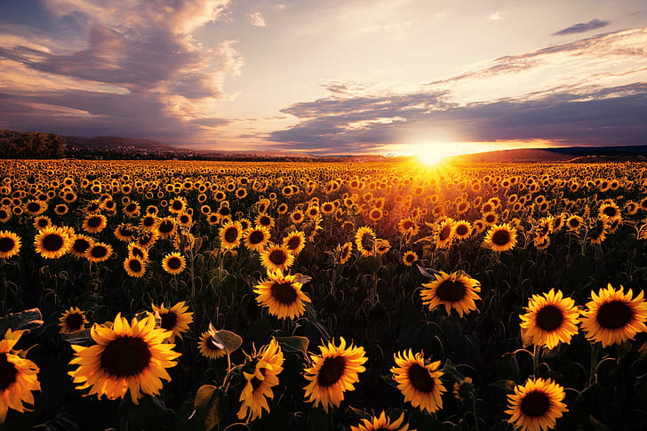 Sunflowers. sunset 1080P, 2K, 4K, 5K HD wallpapers free download | Wallpaper  Flare
