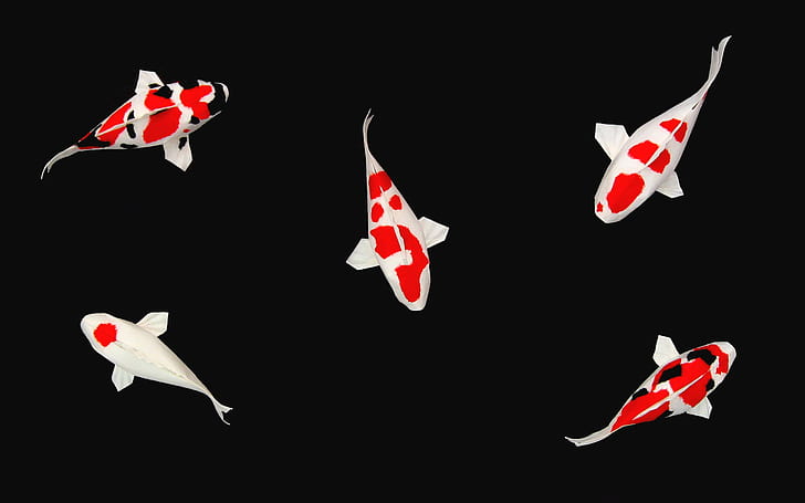 Koi Fishes Free, HD wallpaper